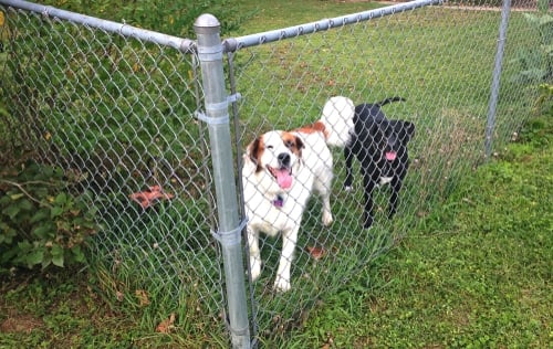 Outdoor pet outlet containment